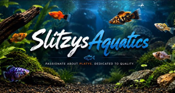 Aquarium Tips For Beginners!