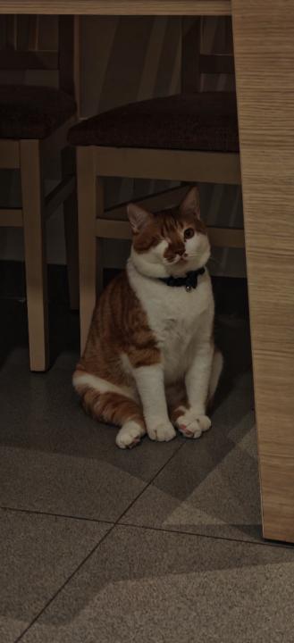 Soundous Boucetta