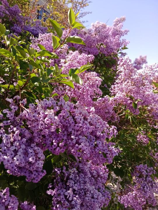 Sedanur Gültepe