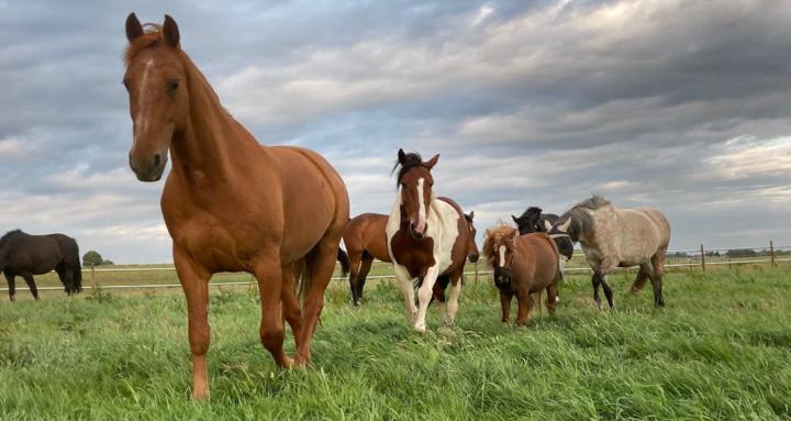 Fit Equestrians