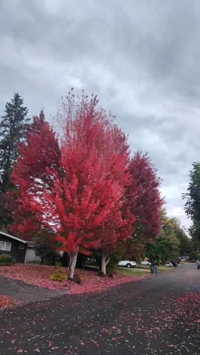 Angel Yovany Fabian Andres