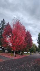 Angel Yovany Fabian Andres