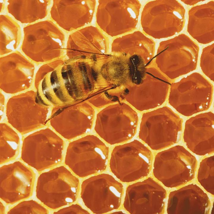 The Wonders of The Nature and Climate Change: The Bees  