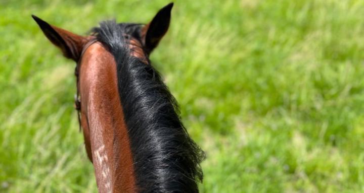 H.annah's A.nimal R.ehab!