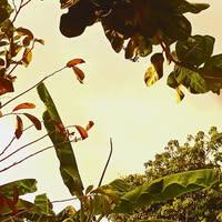 Pedro alberto Lopez arevalo