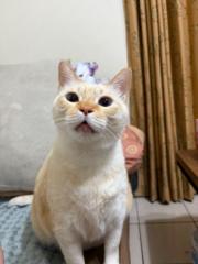 Lioa Sin yu