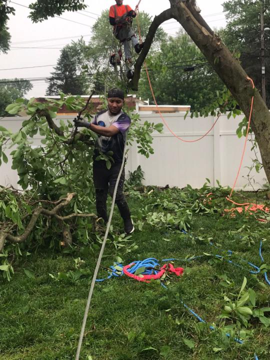 Tree Removal Bellair-Meadowbrook Terrace, FL | Call (206) 804-4626