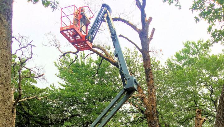 Tree Removal Forest Park, IL | Call (206) 804-4626