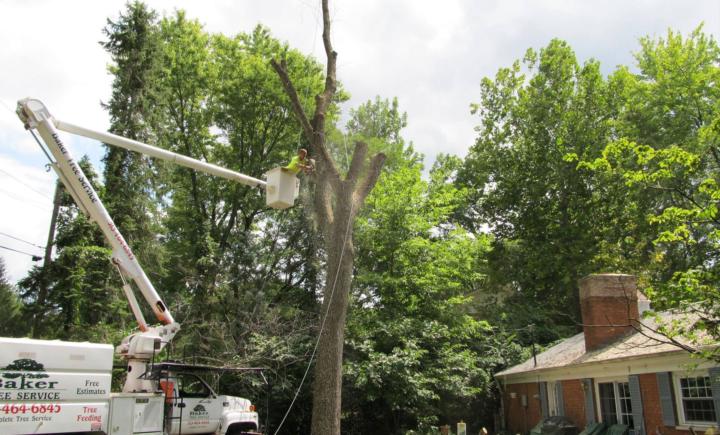 Tree Removal Chatham, IL | Call (206) 804-4626