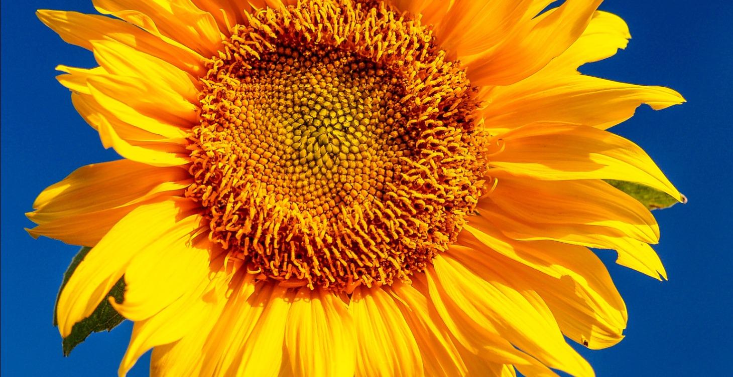 Master the Greats - Year 1 to Year 6 (Art course)