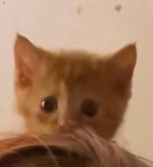 Лаура Анастазия Миронова