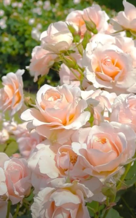 María Correa Robledo