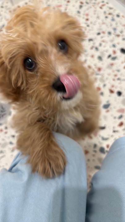 Стефка Методиева