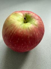 Salome Hatt Brupbacher