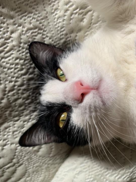 Alejandro Perez-Vigo