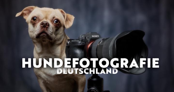 Hundefotografie Deutschland