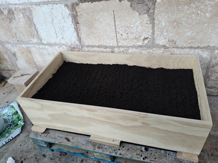Just sowed my first batch of Acacia saligna in an air-prune bed 🌱