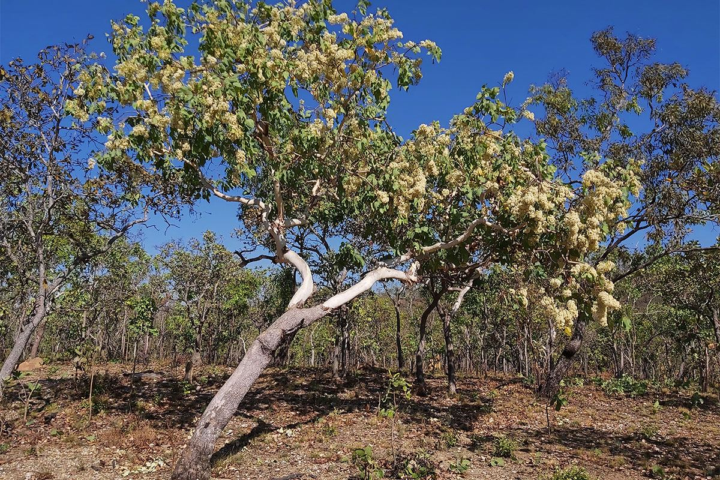 Making a case against the use of Eucalyptus in syntropic systems in the Mediterranean climate (and other climates with long drought periods)