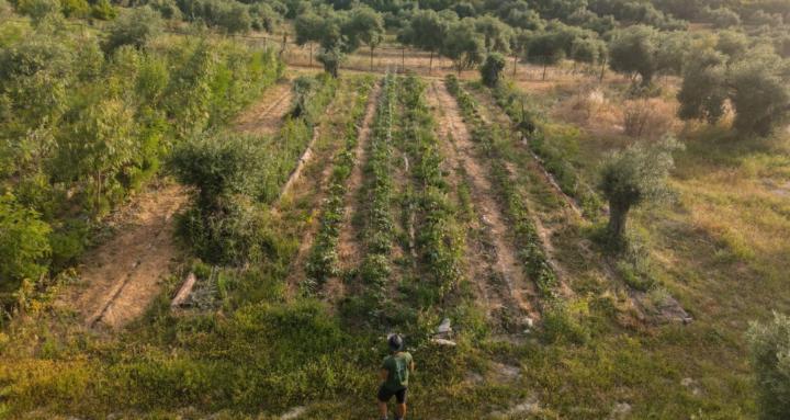 Syntropic Sunlands w/ Milan