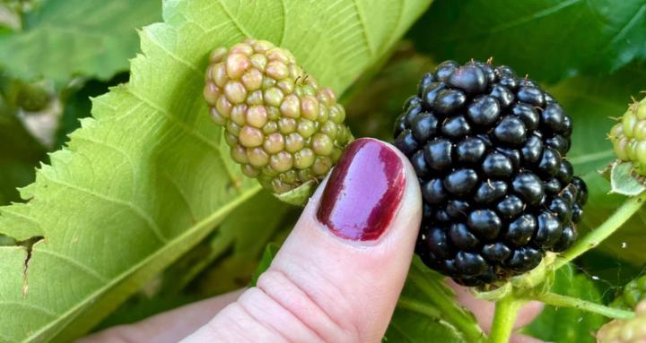 Regenerative Gardening