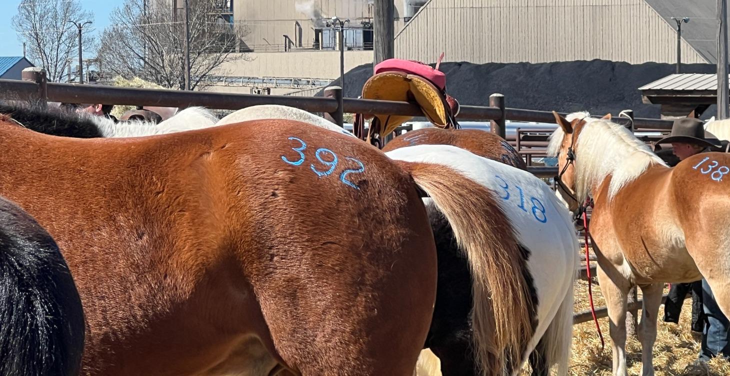 Checking out a new horse  - Truly AKA Mother