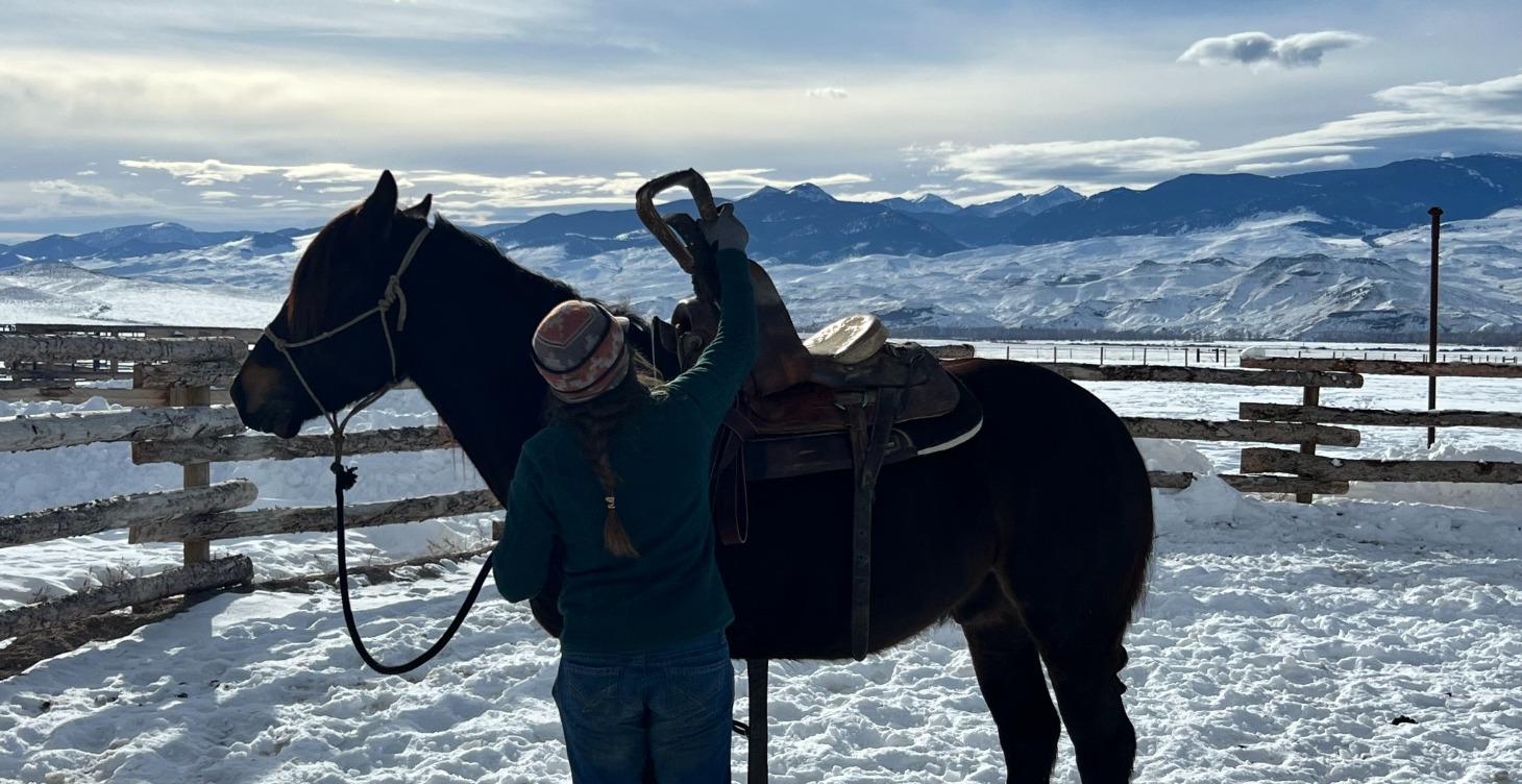 Preparing the colt for 1st saddle