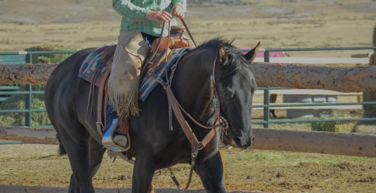 Working on Softness - 40+ ride Colt - Nikki