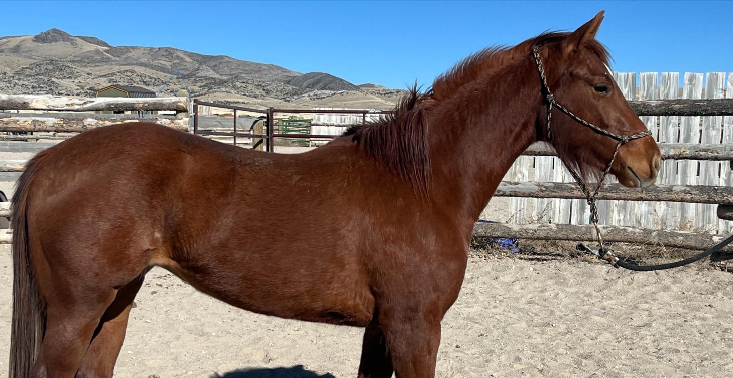 Halter Breaking Part 1