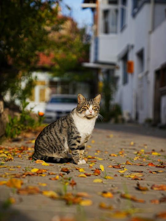 Oyun, Zenginleştirme ve Duyusal Destek – Kedinin Zihnini Rahatlatmak