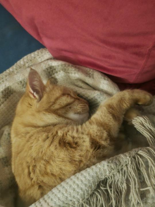 Av Oyunları – Kedinin Genetik Koduyla Oynamak