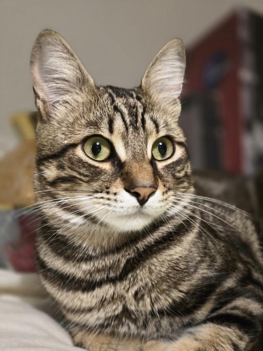 İzmir Kedileri – Rüzgârın, Güneşin ve Rahatlığın Çocukları