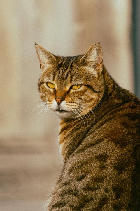 Karadeniz Kedileri – Yağmurun, Rüzgârın ve Dalganın Ritimlerine Uyumlu