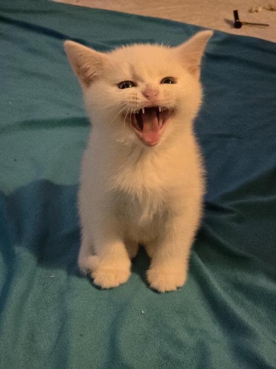 Feromonlar – Kedilerin Görünmeyen Konuşma Dili