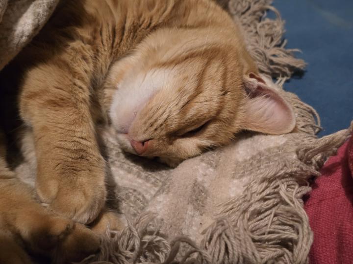 Kış Sokak Kedileri İçin Neden Bu Kadar Zor? 