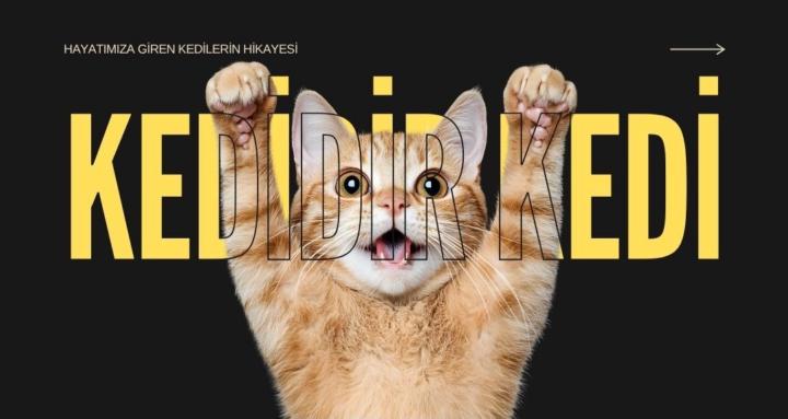 Kedidir Kedi!