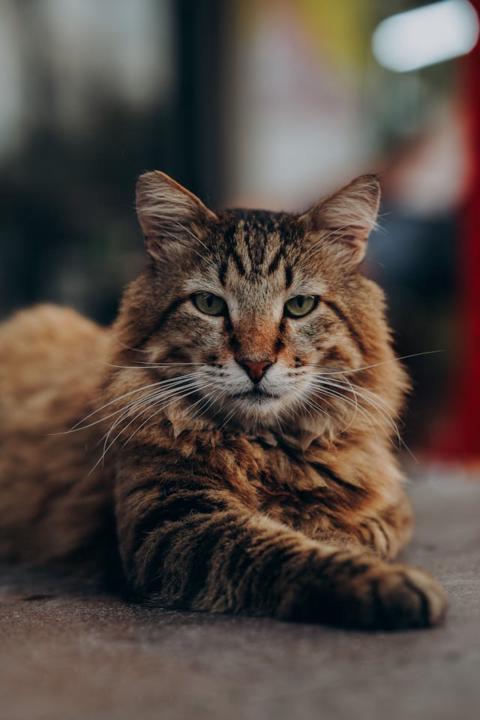 Ankara Kedileri – Devlet Ciddiyetinin Arasında Saklanan Sıcaklık