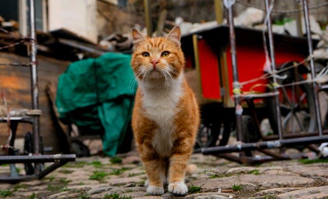 Uzun Tüylü, Kısa Tüylü, Tüysüz – Kedi Türlerinde Fiziksel Farklılıklar
