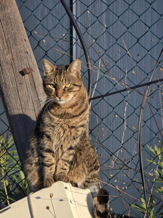 Kedilerin Koku Krallığı; Burnun İçindeki Gizli Dünya