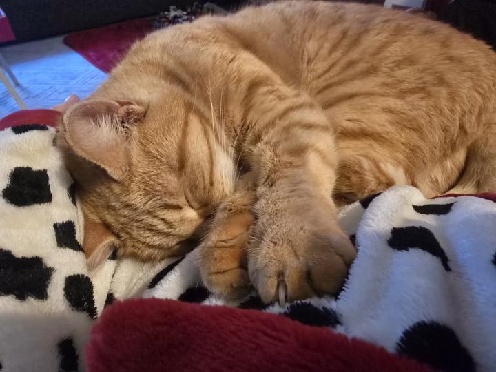 Kış Geldiğinde Kedilerde Neler Değişir? – Beden, Enerji ve Davranış