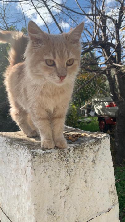 Kedilerde Stresi Azaltmanın Temel Taşları: Ortam Yönetimi