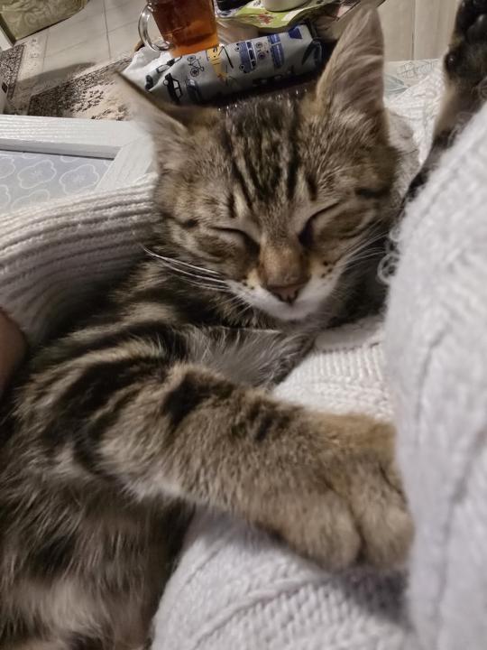 “Sokak Kedisi” Bir Tür Değildir