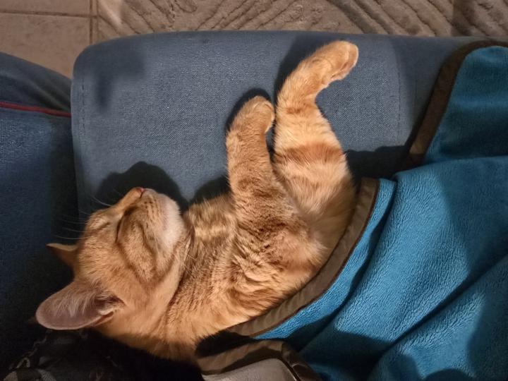 Kışın Kediler Neden Daha Çok Sana Sokulur? – Isı, Güven ve Bağ