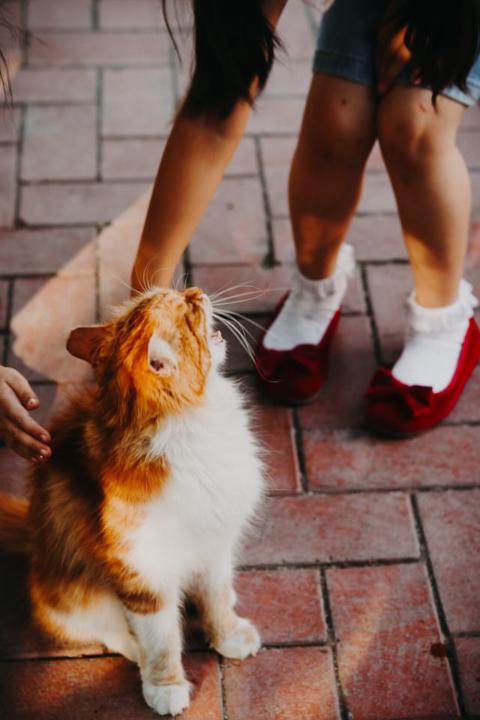 Çok Şey İstemiyorlar