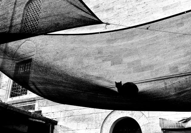 İstanbul Kedileri – Tarihin, Kaosun ve Merhametin Arasında