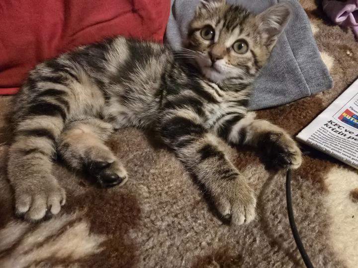 Sokak Kedileri Neden Bu Kadar Farklı Görünüyor? 