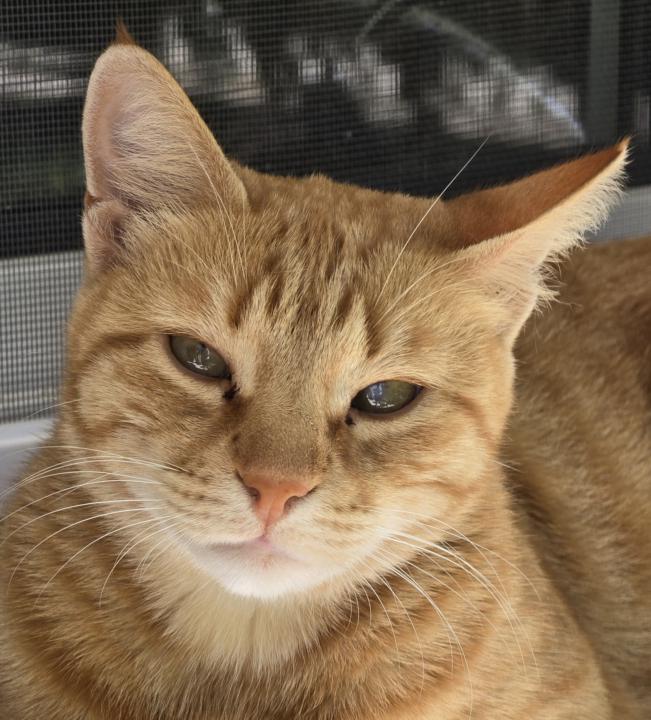 🐾 Kedinin İsmini Nasıl Buldun? – İsimlerin Arkasındaki Hikâyeler