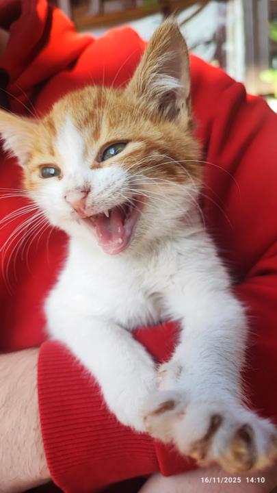 Biz istemesekte onlar alışıyor‼️