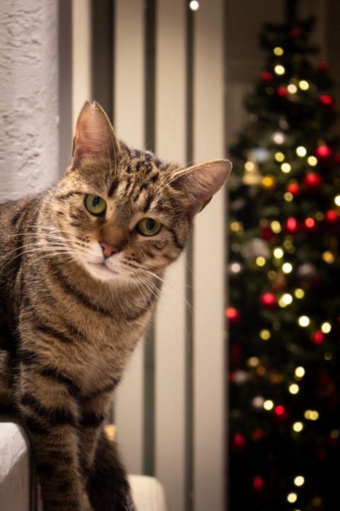 Gizlenme, Aşırı Temizlik, Sesler ve Rutin Bozulması – İleri Seviye Stres