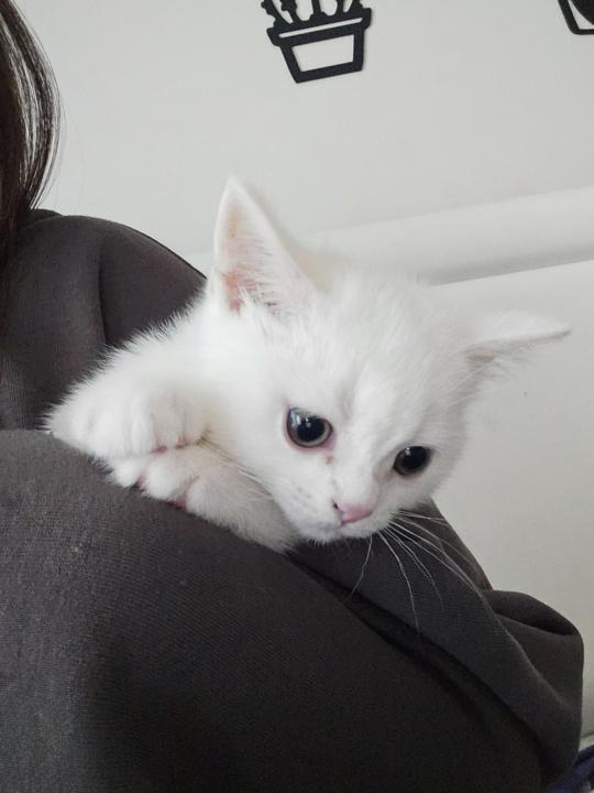 Burun–Beyin Bağlantısı – Kediler Kokuyla Düşünür, Hatırlar ve Hisseder