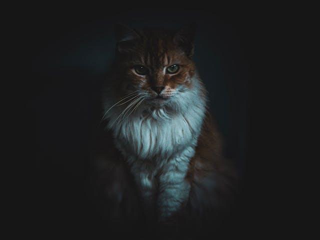 Kediler Rutinle Neden Bu Kadar İyi Hisseder?